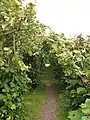 The nut garden, an avenue of hazelnut trees.