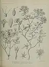 Specimen (A, left) alongside ''H. toruosum'' (B, right)