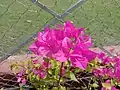 Bougainvillea glabra or paperflower, captured in West Bengal, India.