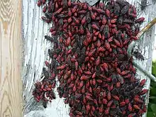 A mass of boxelder bugs on a fencepost in Bolton, Ontario in September 2018.