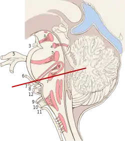 Nuclei of the pons and brainstem