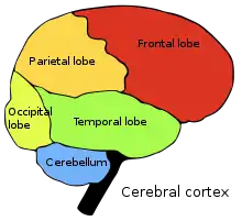 Four cerebral lobes and cerebellum:  Occipital lobe  Parietal lobe  Frontal lobe  Temporal lobe