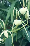 Brassia girouldiana