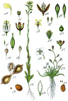 Illustration of C. sativa (1) and Subularia aquatica (2) from Deutschlands Flora in Abbildungen