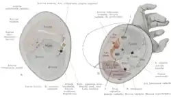 Cross-section through the middle of upper arm (left), and middle of the forearm (right)