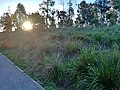 A sloped shrubby area near the walking track to the south of the park.