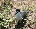 Bridled tern, at rookery