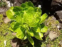 Flowers of the Brighamia insignis