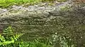 Engraved rock at Adam's Ale spring