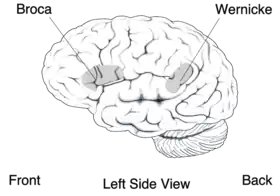 Approximate location of Broca's area highlighted in gray