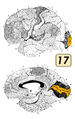 Calcarine sulcus highlighted in Brodmann Area 17, lateral and medial views.