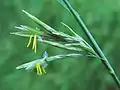 awnless brome (B. inermis) flowers