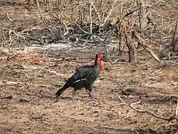 Foraging after a burn