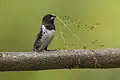 An adult bronze mannikin in Uganda carries the seed head of green Guinea grass for nest-building. Green Digitaria and Sporobolus grasses are also used.