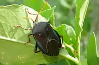 A bronze orange bug clinging to the underside of an orange leaf. The shape of its body is distinctly shield-like.