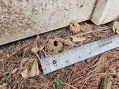 Mud turrets that emerging Brood X cicadas created in Potomac, Maryland near Washington, D.C. (June 30, 2021)