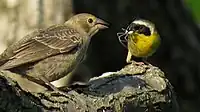 Common yellowthroat feeding juvenile brown-headed cowbird