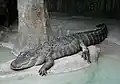 American alligator (Alligator mississippiensis)