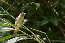 A rare and skulking subspecies (A. p. fusca) from Pungro village in Nagaland, India