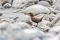 At Langtang National Park, Nepal