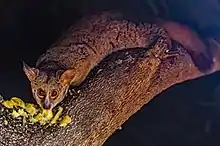 Brown greater galago ("Otolemur crassicaudatus")