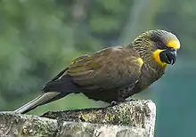 A gray parrot with yellow marks above and below the beak, yellow streaks on the nape, and brown wings