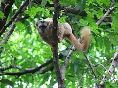 Red-fronted brown lemur