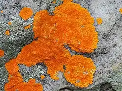 bright orange crust-like growth on a whitish rock