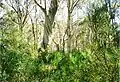 Snow Gums at Brumlow Tops summit, elevation 1586 metres, the highest point in northern New South Wales