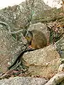 Brush-tailed rock-wallaby