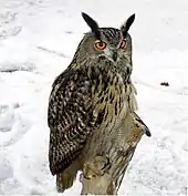  A large owl perched against a snowy background