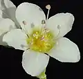 Buckwheat flower in close up (thrum)