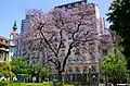 Jacarandas in bloom, Lavalle Park