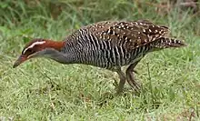 G. p. ecaudata, Fafa island, Tonga