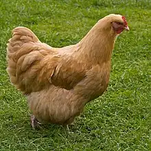 A buff chicken