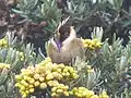 Buffy Helmetcrest (Oxypogon stuebelii)