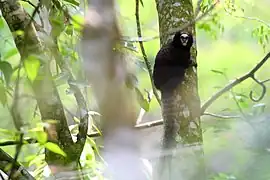 The Buffy-tufted marmoset is a species threatened of extinction due to the high level of deforestation in the Atlantic Forest. In the image there is a Buffy-tufted marmoset.