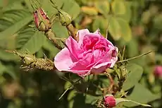 Festival of the rose, Kazanlak