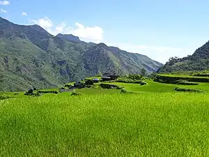 Bum-bag Rice Terraces