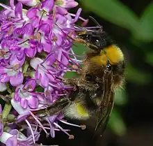 Bombus vestalis