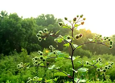 Burdock bush