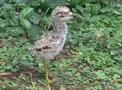 A five day old chick