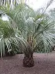 Young Butia eriospatha palm cultivated in the Jardín Botánico Canario Viera y Clavijo, flowering at the end of March.