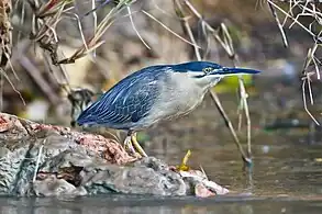 On the Daintree River, North QueenslandAustralia