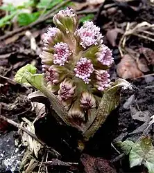 People in Bree often had botanical names; Barliman Butterbur is named for the butterbur, Petasites hybridus, a large stout herb of Northwestern Europe