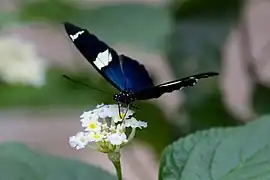 Butterfly on one of the many flowering plants at the zoo.