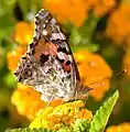 Australian painted lady on yellow flower