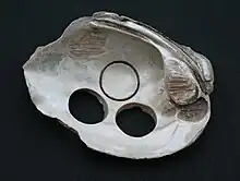 Freshwater mussel shell used for making buttons