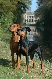 two slender smooth coated dogs, one light red, the other black with tan markings