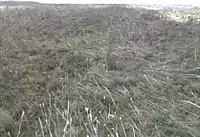 Trees felled by downbursts in the Boundary Waters–Canadian derecho of 1999